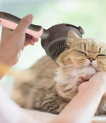 Grooming & Cat Cleaning