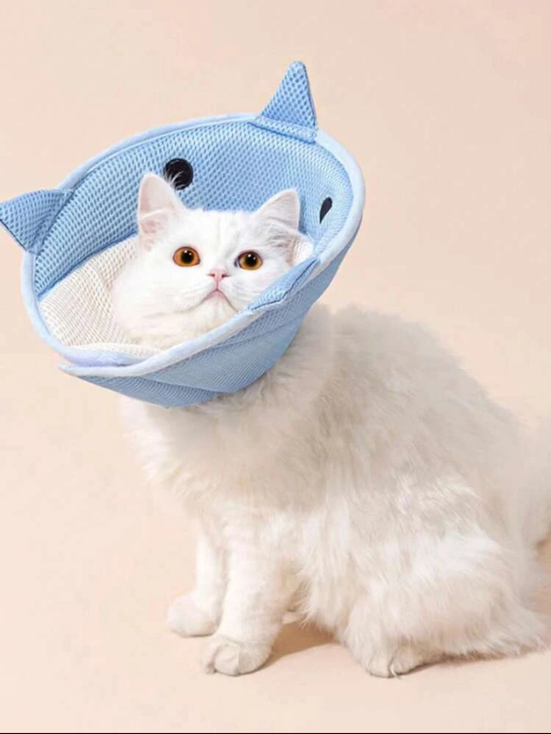 Cat recovery collar